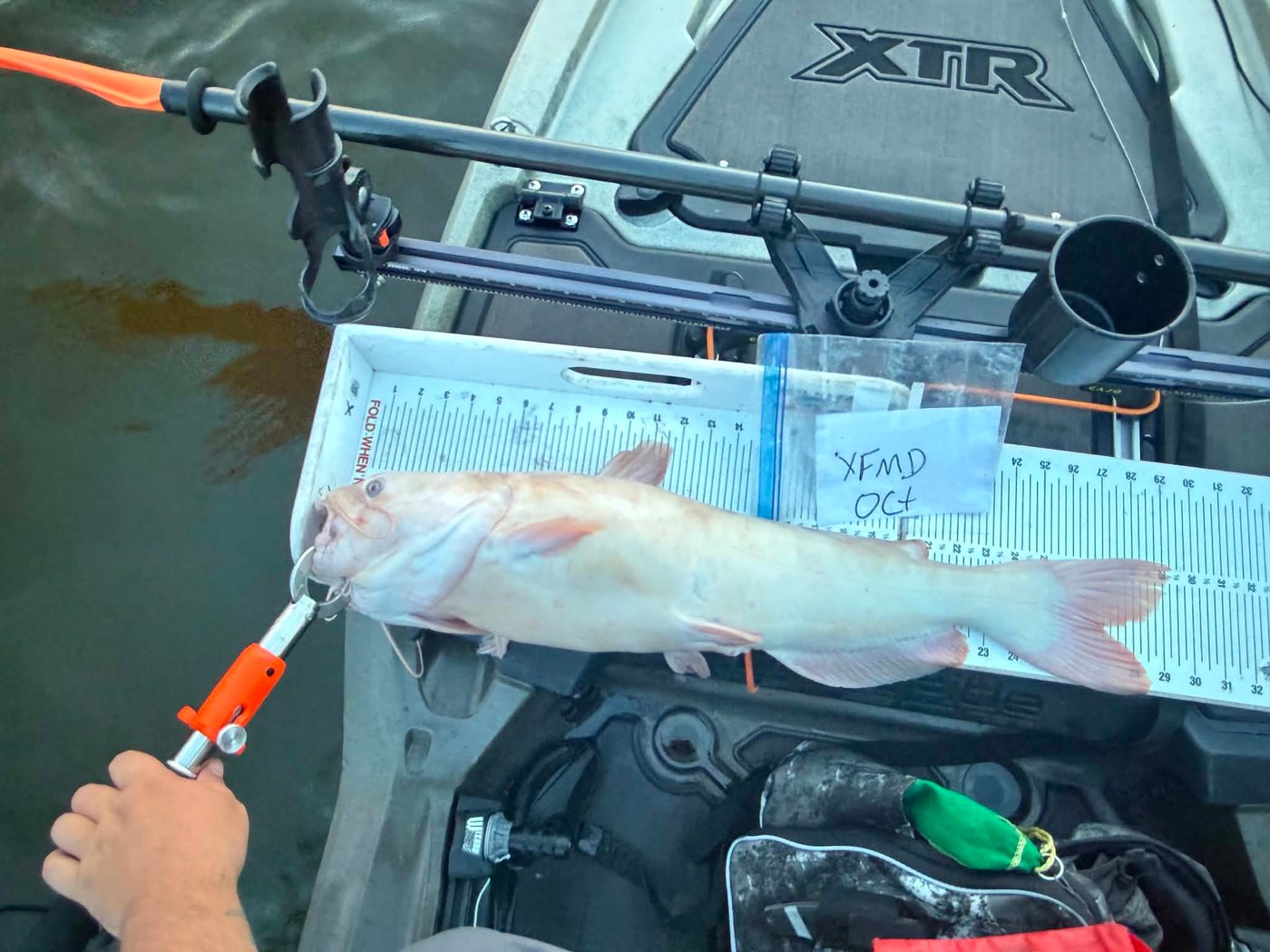 Personal best albino channel catfish, 29.25 inches