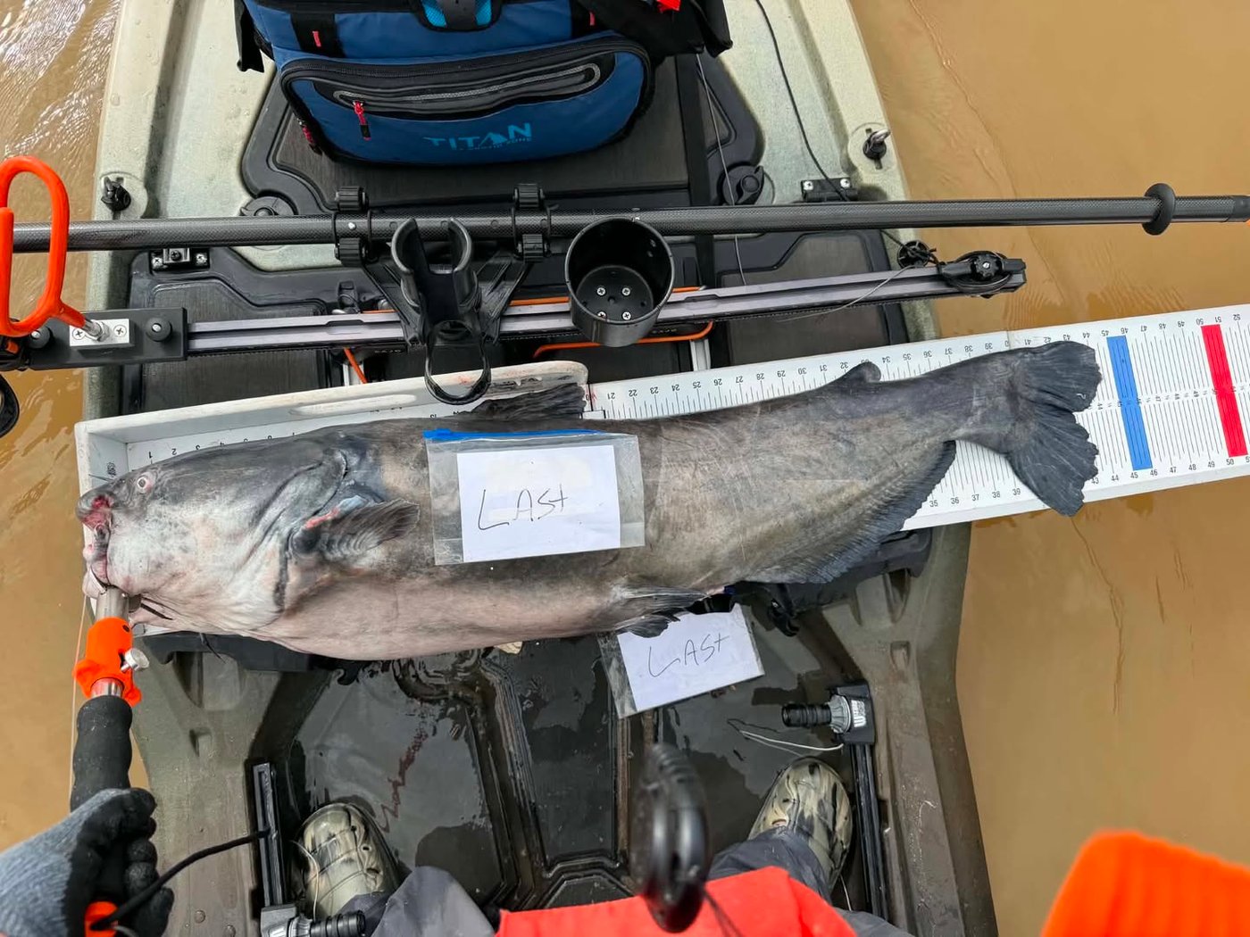 Personal best blue catfish, 44.25 inches, caught on the Ohio River