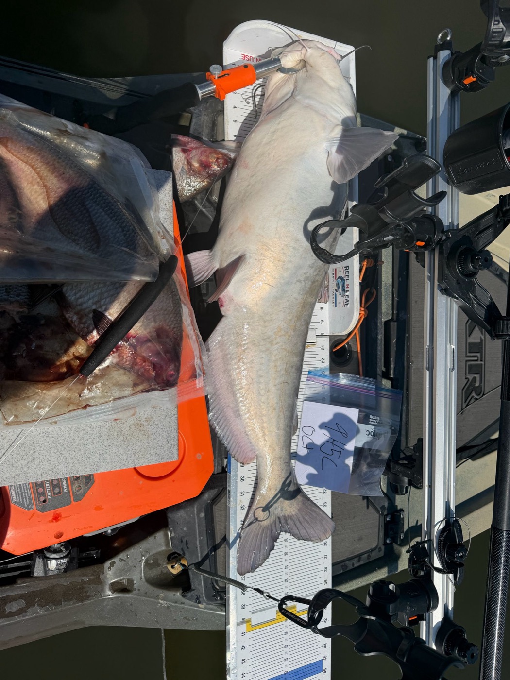 Personal best blue catfish