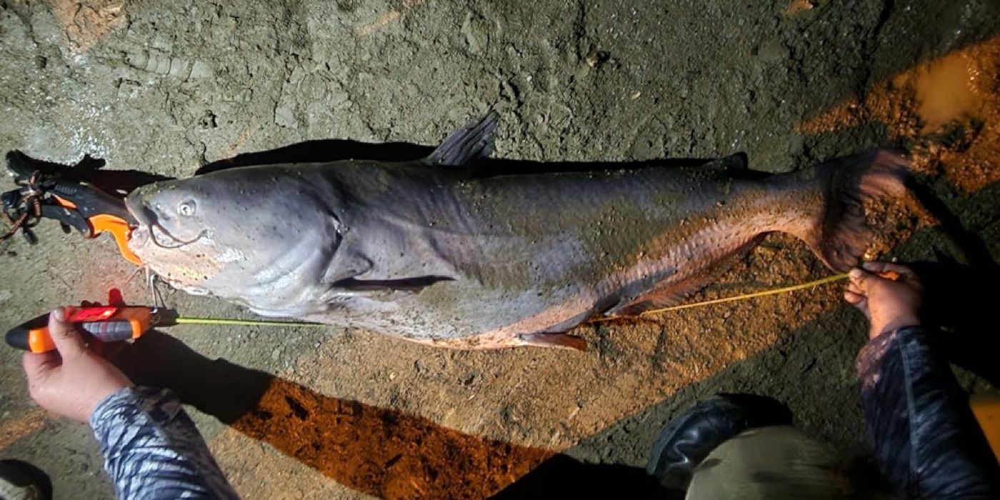 Renea's personal best catfish, measured on the bank at night